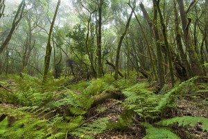 rsz_1la-gomera---el-cedro_2